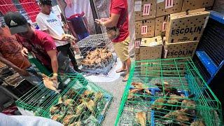 Game Fowl Expo 2023 at World Trade Center