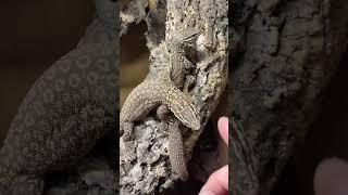 Ackie monitors#shortvideo #animals #wildlife #trending #information #ackiemonitor