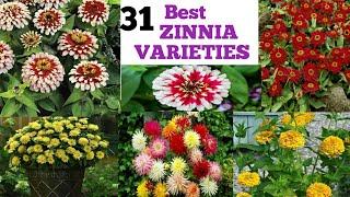 31 Best Types of Zinnia Varieties ||zennia Collections||houseplants ||Admiringplants