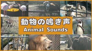 動物の鳴き声集　Animal Sounds　【群馬サファリパーク】