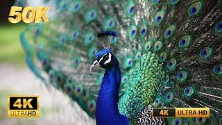 Peacock 4K UHD(4K UHD) - Relaxing Music Along With Beautiful Nature Videos - 4K Video HDPeacock