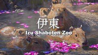 8K HDR  Capybara Relaxation in Izu Shaboten Zoo, Shizuoka