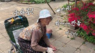 Vlog. 할머니어 번역기 구해여ㅣ손자 손녀와 둥탕둥탕 지내는 일상