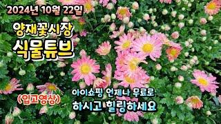 양재꽃시장 식물튜브 24년 10월 22일 입고영상 시청 하시면서 힐링타임 되세요~  세일 내용도 있습니다~#양재꽃시장 #식물튜브 #월동 #관엽 #식물아빠