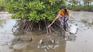 Catch Huge Mud Crabs at Swamp after Water Low Tide | Catch A Lof Of Mud Crabs