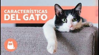 7 CARACTERÍSTICAS de los GATOS  (Origen, Características Físicas, Personalidad y Razas)