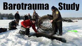 Crappie Barotrauma Study