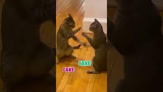 Pat-A-Cake Cats