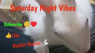 Saturday Night Vibes | Live Travel Talk & Rabbit Stories  | #traveldiary16 #live #rabbit