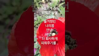 마당에 씨뿌린 결과물로 꽃밭에 앉아보낸 봄 안녕! #심여사캘리포니아필살기