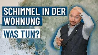 Unglaublich! So bekämpfst du SCHIMMEL in deiner Wohnung! | Energieberater klärt auf