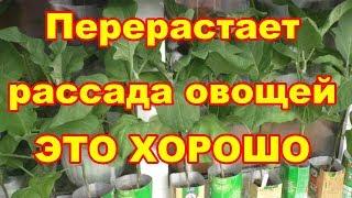 Если перерасла рассада томатов,перцев,баклажан,то формируем ее дома