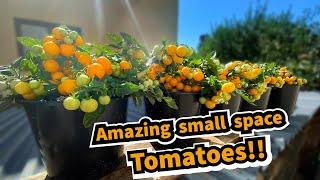 Growing Productive Tomatoes in Containers (Bush Tomatoes from Seed to Harvest) Container Garden