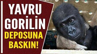 YAVRU GORİLİN DEPOSUNA BASKIN!