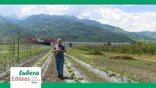 Die Ziele der Auberginenzüchtung für den Hausgarten bei Lubera Edibles