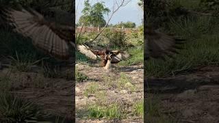 Flexible skill Eagle hunt bird of prey