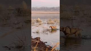 Teal retrieve. Mueller passing choke works!