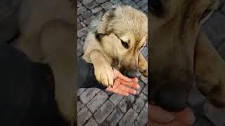 Благодарный и верный Тимоша / Тимошка очень любит маму