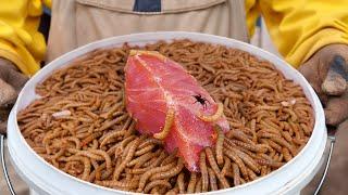 22 Foods You Didn't Know Mealworms Would Eat