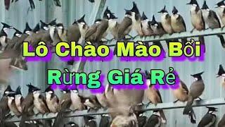 Lô Chim Lào Số Lượng Lớn Siêu Đẹp Giọng 6789 Hàng Rin Rừng 130/1 Con Nhanh Tay Anh Em