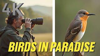 Birds In Paradise - Birders Welcome Exotic Aves in Their Habitats - Relaxing Music 4K