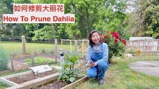 SUB）怎样修剪大丽花使它多头开花不断，花期超长｜How Do I Prune Dahlia To Keep It Blooming