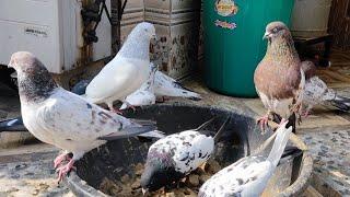 High flyer pigeons! Fm Pigeons, Delhi India ..