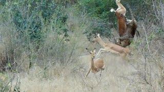 Leopard CATCHES an impala 