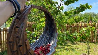 Prvo da se naberu pa da se zasladimo jagode i trešnje ORGANSKE - Strawberries and cherry natural 