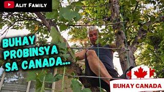 BUHAY PROBINSYA SA CANADA #buhaycanada   #canadavlogs0