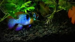 German blue ram pair