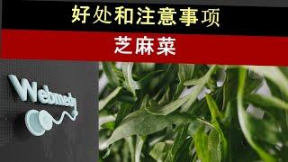 服用芝麻菜时要小心这一点|芝麻菜的十大健康益处