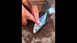 Others “I Am Best to My Pet” Vs Last Guy Guys ️ | #edit #pet #animals #wild #usa #trollface