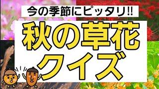 【高齢者施設向け・脳トレ】⭐秋の草花クイズ⭐８問！！！豆知識を増やしましょう！！！散歩に出掛けて秋の草花を探してみましょう！！！