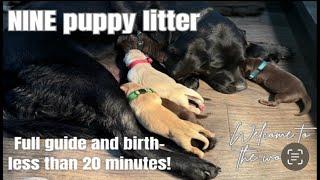 How to Whelp a Litter Of Puppies-Complete Guide - Labrador Retrievers