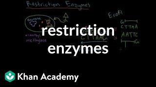 Restriction enzymes