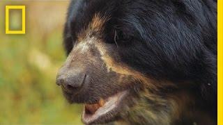 Saving South America’s Only Bear Species | National Geographic