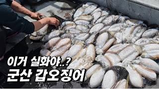 봄 갑오징어 낚시? 이것만 기억하세요 (군산 선상 갑오징어 초보 채비 액션)