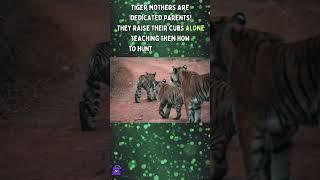 This Big Cat Can Take Down a Buffalo?!  The Truth About Tigers! #didyouknow #wildlife #animals