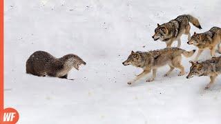 These Wolves Attacked the Wrong Prey..They Paid Full Price