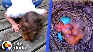 Watch These Baby Robins Hatch And Flap Their Wings For The First Time | The Dodo