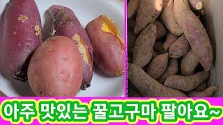 아주 맛있는 꿀고구마 팔아요~베니하루카,까 고기능 화목난로도 팔아요~