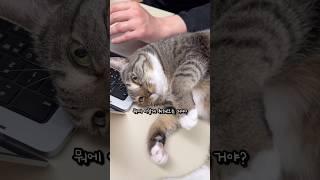 전기세 내는 고양이
