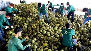 3 Second Coconut Cutting! New Technology of Making Coconut Water in Mass Production | Thai Factory