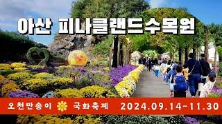 [4K]충남 아산 피나클랜드수목원 가을국화축제/축제기간 2024.09.14~11.30