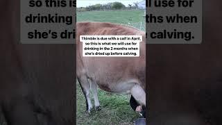 How Our Family Uses 14 Gallons Milk in a Week #familymilkcow #homedairy #shorts
