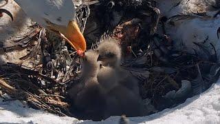 CHICK3 GRABS FIRST BITE!Food Coma EnsuesSiblings Are Busy Bonking@FOBBVCAM 2025-03-08