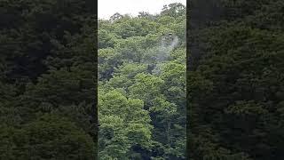 드론방제(지난 여름 밤나무 밭 방제 영상입니다)