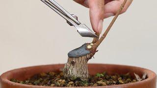 Make a beautiful maple bonsai　Make a bonsai that can be displayed at an exhibition