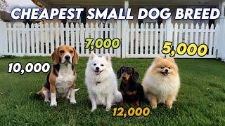 Cheapest Small Dog breeds in india 2025 : low budget dog breeds